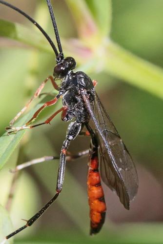 Cryptinae
